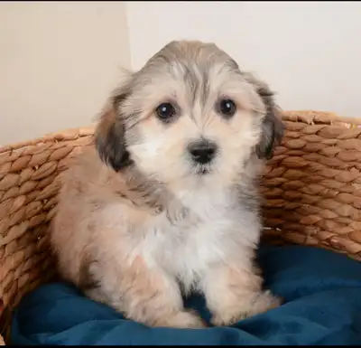 Mochi is an adorable 9-week-old female Morkie, born on April 9, 2025. She has had her first round of...