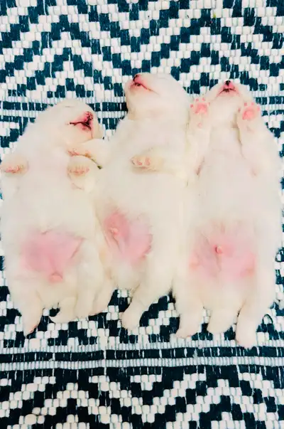 White Pomeranian Puppies, View more