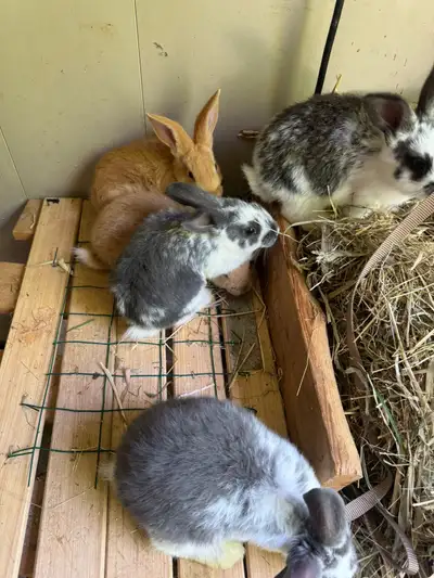  Flemish Giant Bunny rabbits , View more
