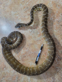 An Irian Jaya carpet python - Honey!
