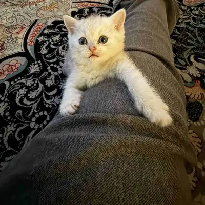 British Shorthair Kitten , View more