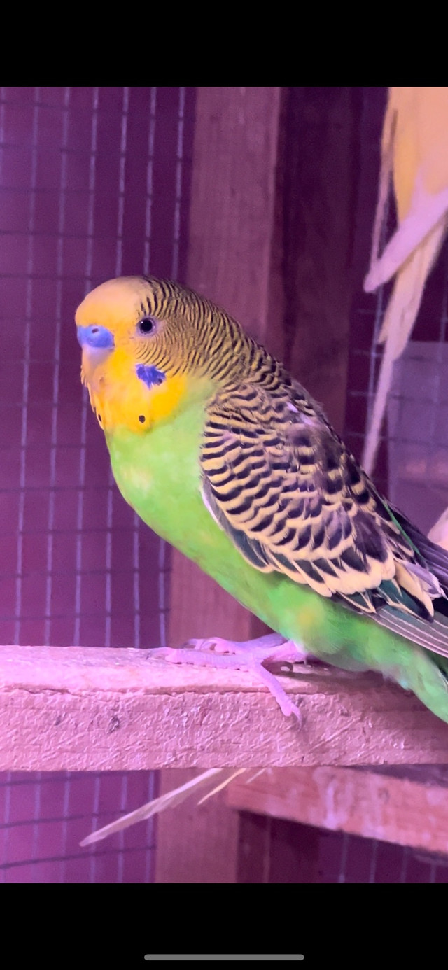 Budgies for sale in Birds for Rehoming in London - Image 4