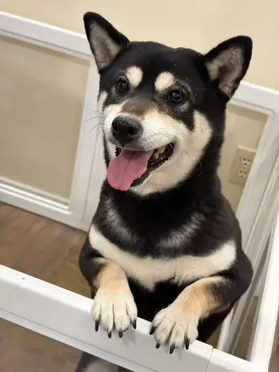 Shiba inu puppy and adult female , View more