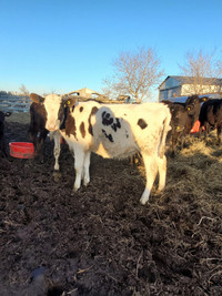Holstein heifers for sale