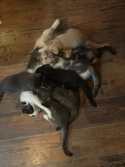 Voici une portée de chatons adorables en pleine croissance, élevés en milieu familial et habitués au...