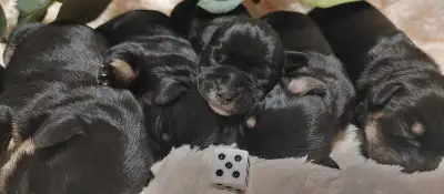Miniature Schnauzer Puppies 1 Female Left 1 Male Left, View more