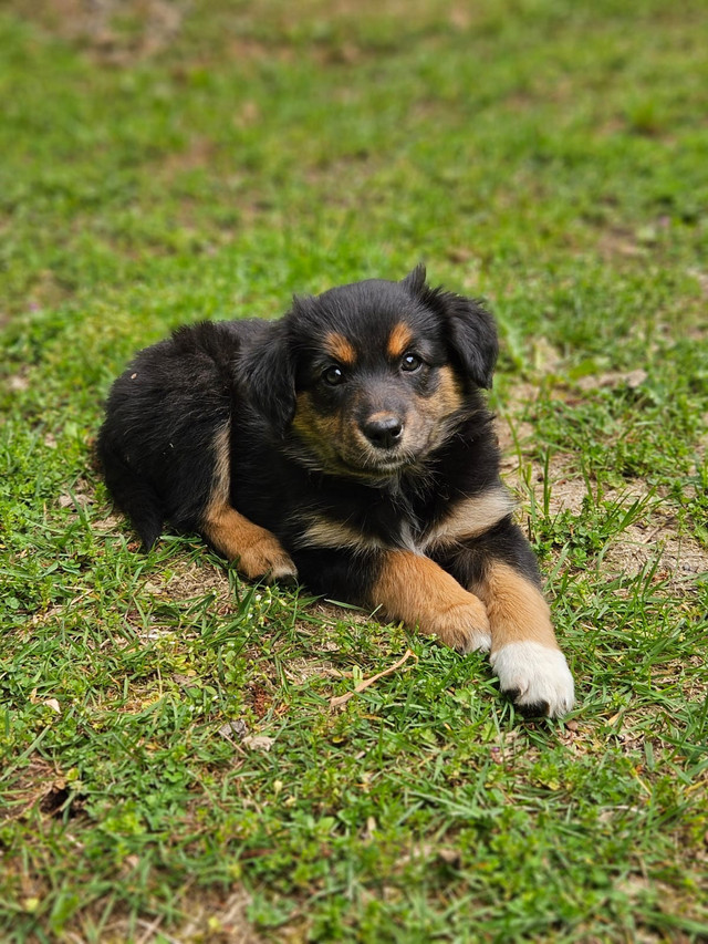 READY FOR HOMES Border Collie X Pups in Dogs & Puppies for Rehoming in Hope / Kent - Image 2