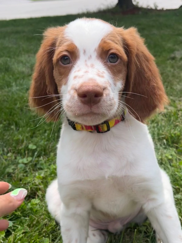 Brittany Spaniel Puppies Dogs & Puppies for Rehoming Hamilton Kijiji