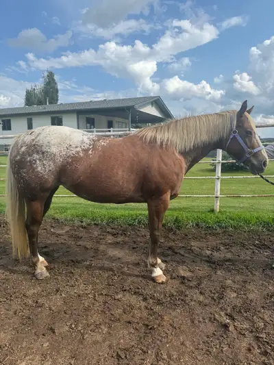 Spayed Appaloosa Mare, View more