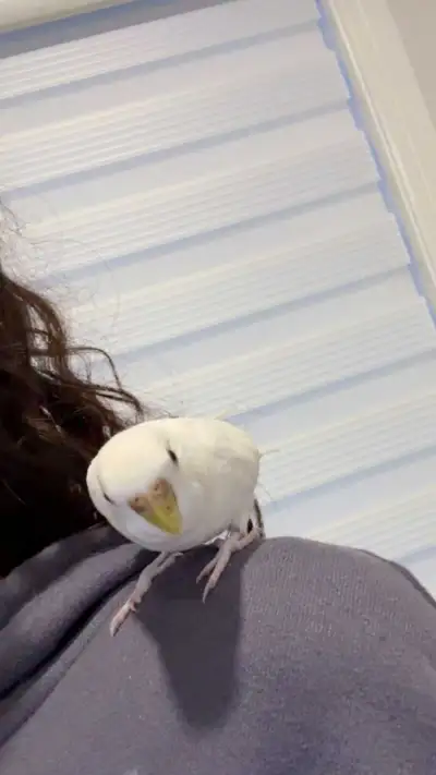 Friendly Hand-Trained Snow White Budgie with Cage Included!, View more