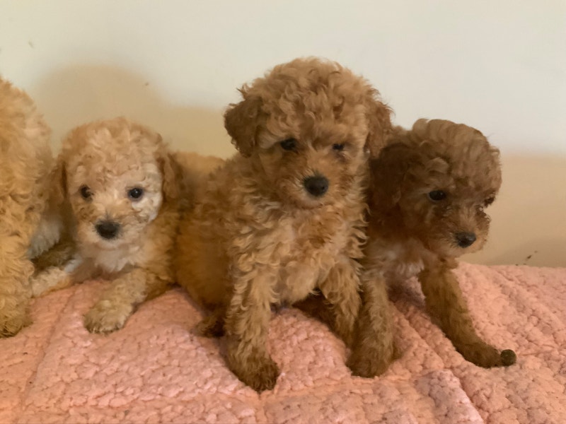 Tiny Teddybear Toy Poodle Puppies 1 red male left Dogs & Puppies