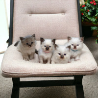 Beautiful Purbred Birman Kittens 