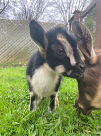 BABY GOATS RENTAL PARTY $480-$780