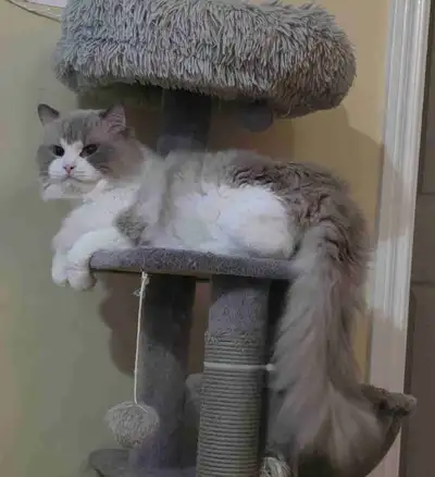 Looking for a loving home, View more
