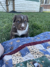 Australian Shepherds