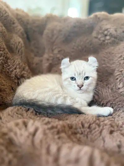 Bonjour ! Suite à une annulation , il me reste une petite cocotte highland lynx , queue longue au ye...