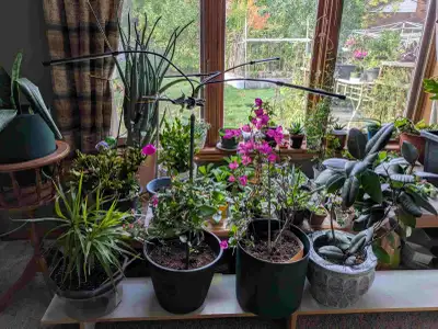 Indoor plants sale, View more