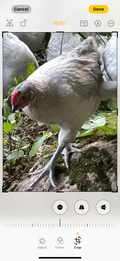 Lavendar Orpington Roosters, View more