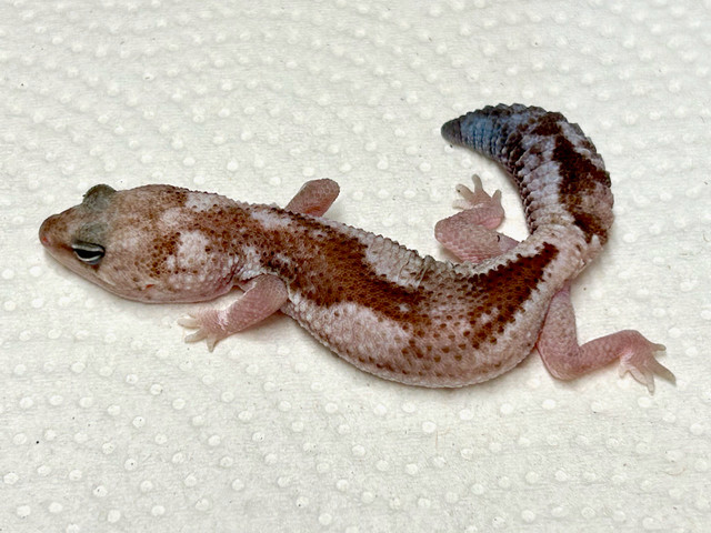 African Fat tailed Geckos in Reptiles & Amphibians for Rehoming in City of Halifax - Image 4