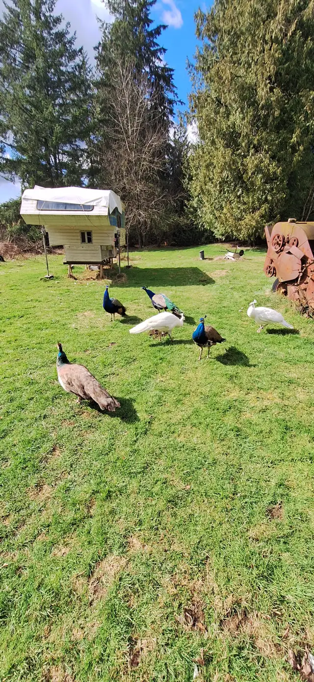 Peafowl for sale in Birds for Rehoming in Delta/Surrey/Langley - Image 6