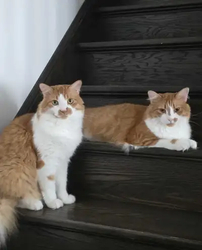 siberian Cats for rehoming, View more