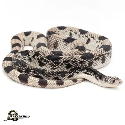 Serpent des pins du nord - Régulier - Mâle, View more