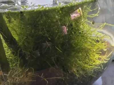 ball of java moss, View more
