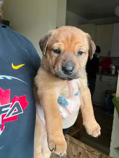 Beautiful puppies, View more