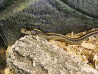 California King Snakes