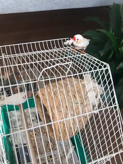 4 Zebra Finches with Vision Cage & Accessories for sale, View more