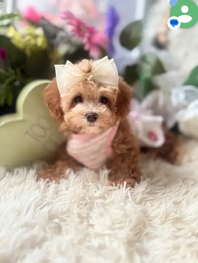 Top quality TeddyBear Maltipoo  tiny size (poodle/Maltese, View more