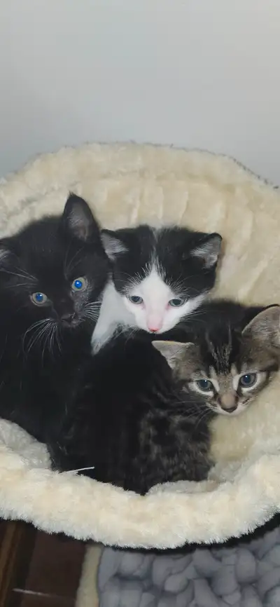 Trois merveilleuses Bijoux cherchent ses nouvelles familles! Jamais sorti dehors, grandi et elevés á...