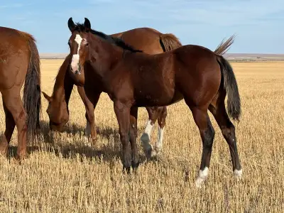2025 Weanling filly for sale!, View more