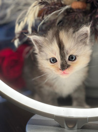 RARE RAG-COON (Ragdoll x Maine Coon)  MIX KITTENS AVAILABLE NOW