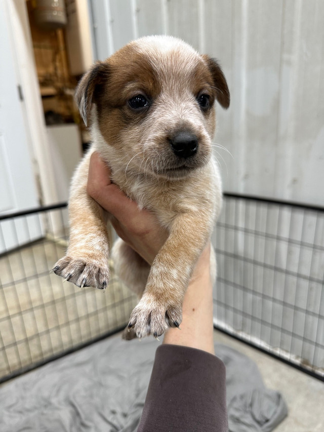 Blue/Red Heeler Puppies in Dogs & Puppies for Rehoming in Chatham-Kent - Image 2