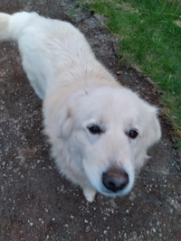 Great Pyreneese