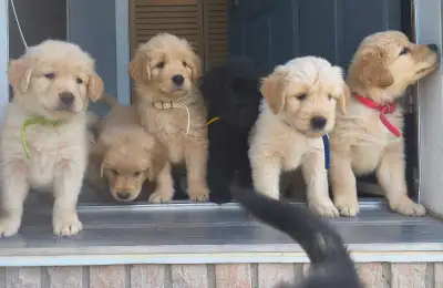 Male Golden Aussiedoodles, View more
