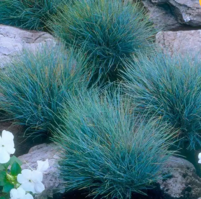 Blue Fescue Ornamental grass . Perennial. 30 seeds in Plants, Fertilizer & Soil in Oshawa / Durham Region - Image 2
