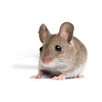 Looking for male and female mice