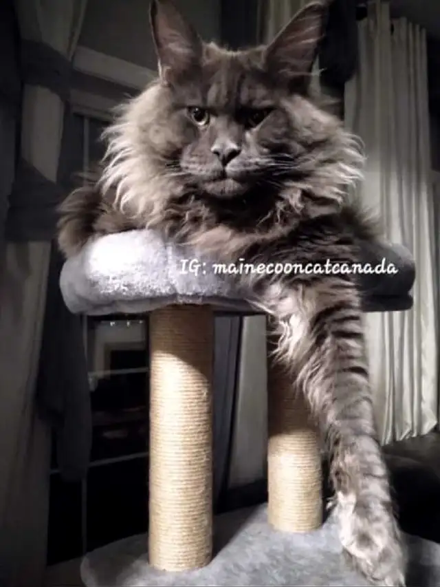 MAGNIFICENT MAINE COONS XL in Cats & Kittens for Rehoming in Oakville / Halton Region - Image 6