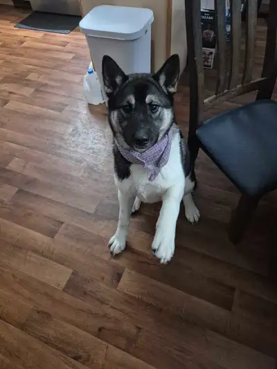 Pure bred Akita, View more