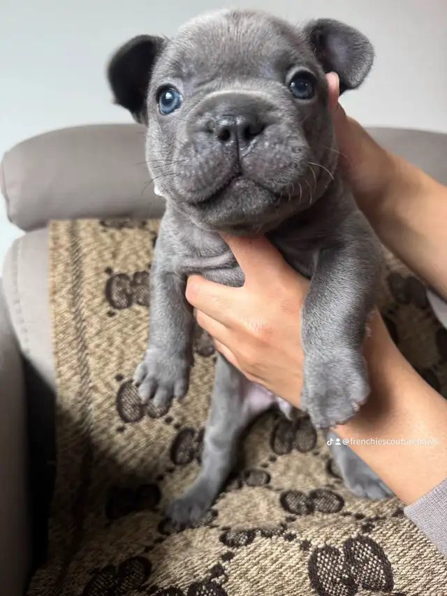 French Bulldog Puppies | Ready Soon | Pre-Booking in Dogs & Puppies for Rehoming in Kelowna - Image 2