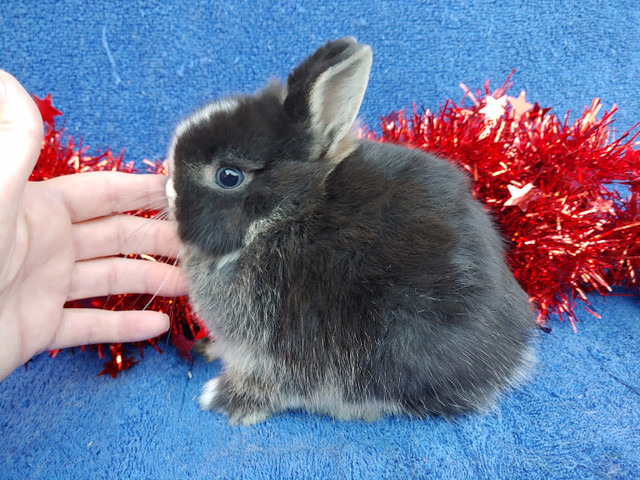 EXTRAORDINARY BLUE-EYED BABY NETHERLAND DWARF & LIONHEAD BUNNIES in Small Animals for Rehoming in City of Toronto - Image 4