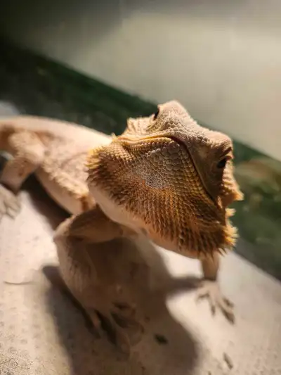 Bearded Dragon, View more