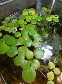 Frogbit plants