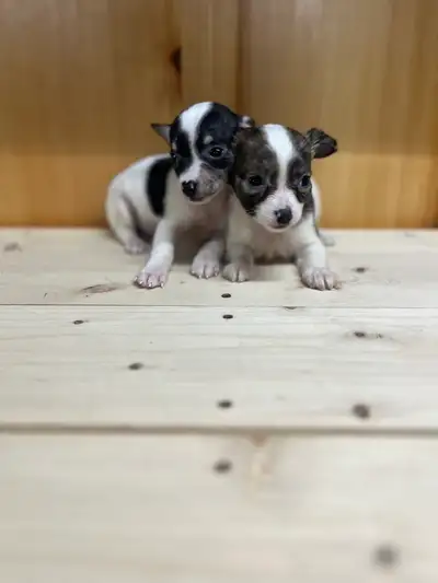 Chihuahua Terrier Puppies Available NOW, View more