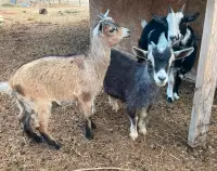 Nigerian Dwarf Goats—starter herd $100
