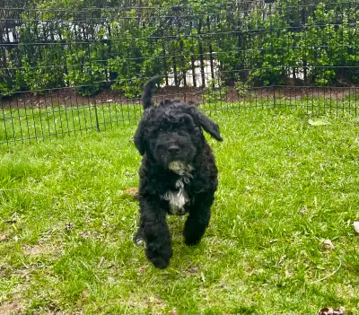 2 Left! Portuguese Water Dog Puppies – CKC, Home Raised, Toronto, View more