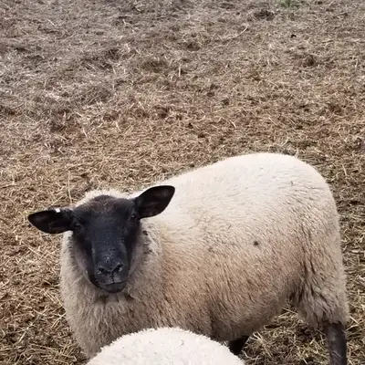 Rams for sale!, View more