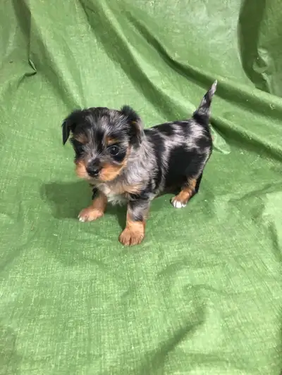 Yorkshire femelle Bleu , View more